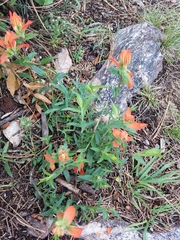 Castilleja nelsonii