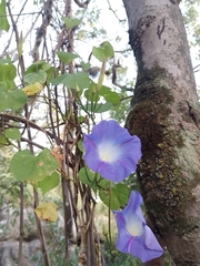 Ipomoea tricolor
