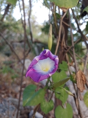 Ipomoea tricolor