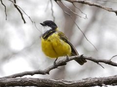 Pachycephala fuliginosa