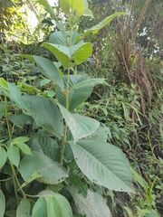 Varronia curassavica