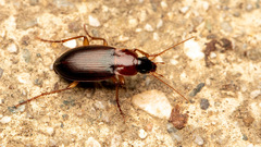 Platyderus rufus