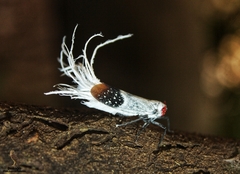 Lystra pulverulenta
