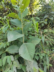 Varronia curassavica