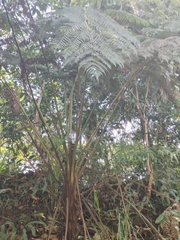 Cyatheaceae
