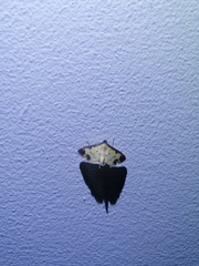 Nomophilini