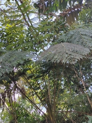 Cyatheaceae