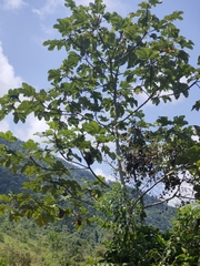 Cecropia obtusifolia