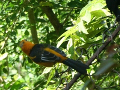 Icterus