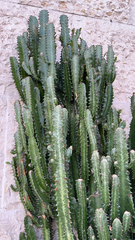 Euphorbia trigona