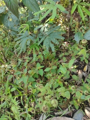 Calceolaria tripartita