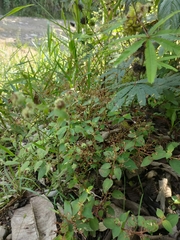 Calceolaria tripartita