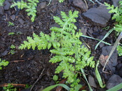Eucrypta chrysanthemifolia
