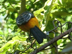 Icterus