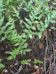 Polypodium californicum