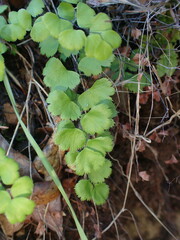 Adiantum jordanii