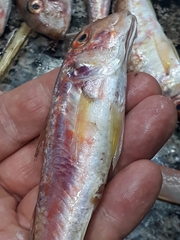 Mullus barbatus
