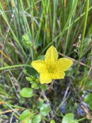 Ornduffia reniformis