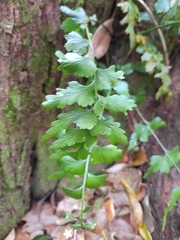 Asplenium flabellifolium