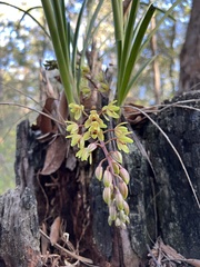 Cymbidium suave
