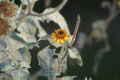 Tithonia tubaeformis