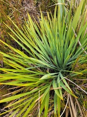 Aciphylla colensoi