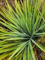 Aciphylla colensoi