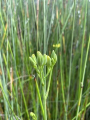 Ornduffia reniformis