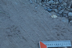 Didelphis virginiana