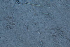 Didelphis virginiana