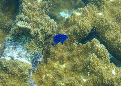 Microspathodon chrysurus