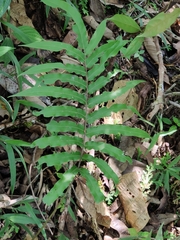 Phlebodium pseudoaureum
