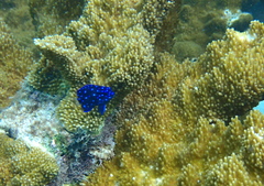 Microspathodon chrysurus