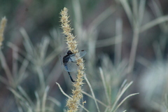 Erythrodiplax basifusca