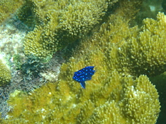 Microspathodon chrysurus