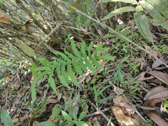 Phlebodium pseudoaureum