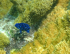 Microspathodon chrysurus