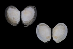 Macoma