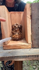 Tetragonisca fiebrigi