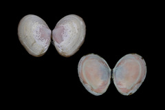 Macoma