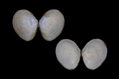 Macoma