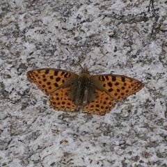 Issoria lathonia