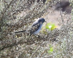 Polioptila