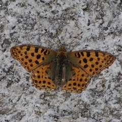 Issoria lathonia