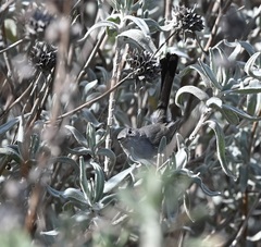 Polioptila
