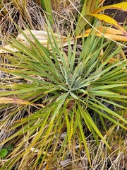 Aciphylla colensoi