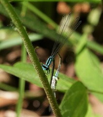 Enallagma divagans