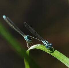 Enallagma divagans