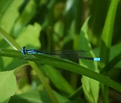 Enallagma divagans