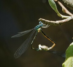 Enallagma divagans